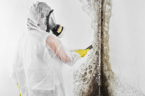 Best Mold Testing and Inspection Services in Mountain Home, NC