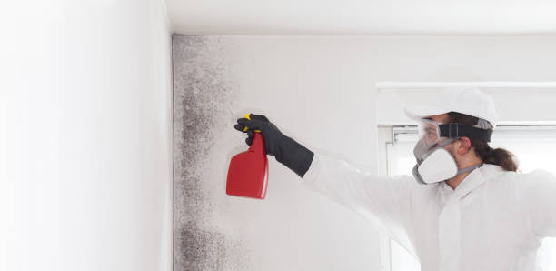 Best Black Mold Remediation in Mountain Home, NC