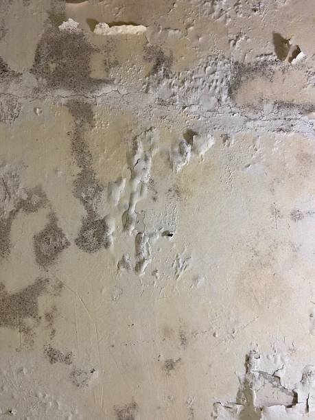 Best Mold Remediation for Schools in Mountain Home, NC